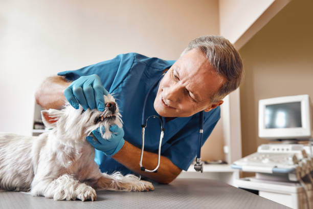 Best Emergency Dental Care for Broken or Chipped Teeth in Castle Rock, CO